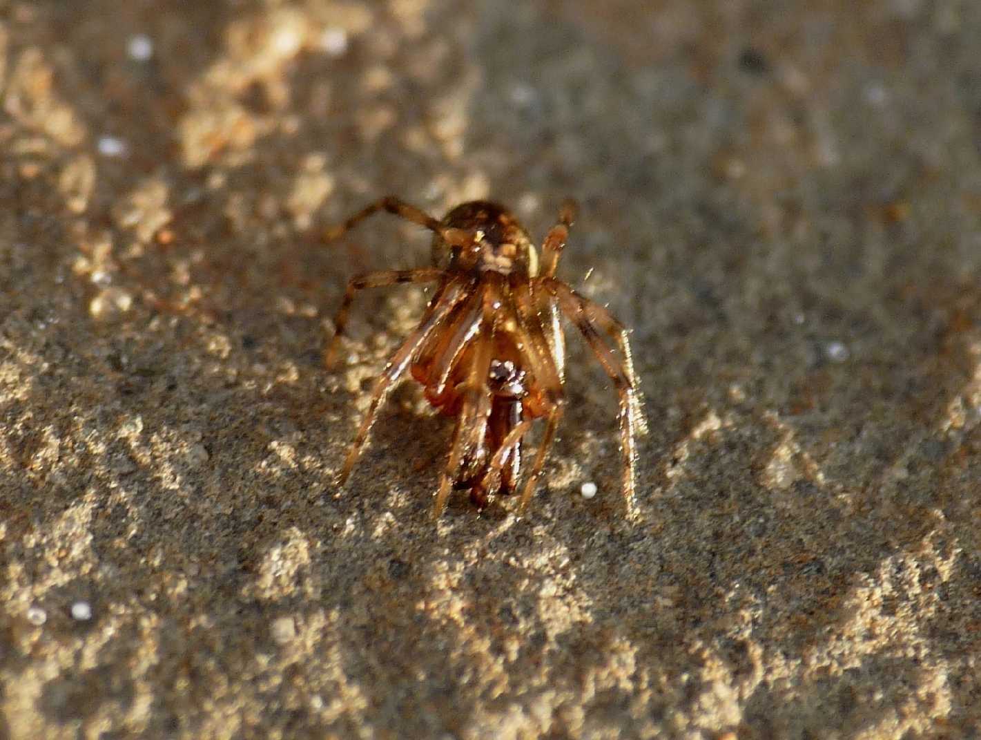 Enoplognatha sp.